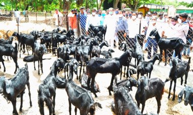 सानेन बकरीचे राज्यात पैदास केंद्र उभारणार !  पशुसंवर्धन मंत्री सुनील केदार यांची माहिती