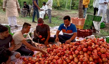 पंढरपूरचे माजी नगराध्यक्ष लक्ष्मणराव शिरसट  ,आदर्श समाजसेवक बरोबरच झालेत आता ,आदर्श शेतकरीही!*  समाजात सन्मान असलेल्या  शिरसट यांच डाळिंब विक्रीसाठी  पोहचल केरळमध्ये,*   *डाळिंबाला दरही मिळाला चांगलाच,*