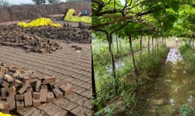 *अवकाळी पावसाने झोडपले...* * शासनाकडून मोठ्या प्रमाणात मदतीची अपेक्षा.........*!