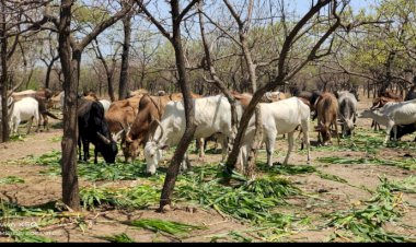 *वाढदिवसाचा अनावश्यक खर्च टाळून वन्य प्राण्यांसाठी चारा- पाण्याची सोय....!*  *अजय कांबळे यांच्या वाढदिवसाच्या निमित्त सामाजिक उपक्रम.*  *सर्वच थरातून होतेय कौतुक*.