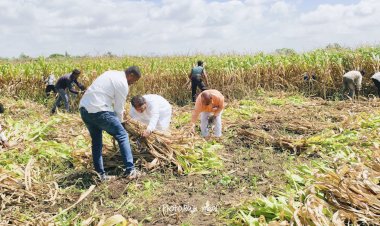 *मनसेचे नेते दिलीप धोत्रे यांचे दातृत्व सुरूच*!  *स्वतःच्या शेतातील मकाचे उभे पीक दिले जनावरांना वैरणीसाठी दान*  *माढाचे आ.अभिजीत पाटील यांच्या साक्षीने माढा तहसीलचे केले स्वाधीन*