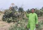 *मनसे नेते दिलीप धोत्रे यांच्या शेतात बहरली आंबराई !*  *खडकाळ माळरानावर केशर आंब्याची यशस्वी लागवड*;  *पहिल्याच वर्षी २० टन उत्पादन, बाजारात चांगला दर मिळाल्याने शेतीतूनही गोड यश*