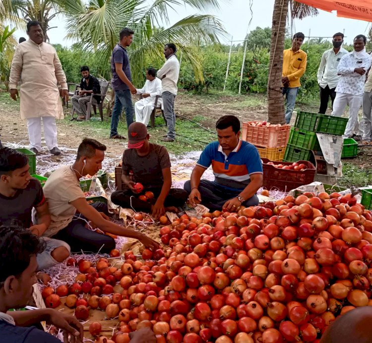 पंढरपूरचे माजी नगराध्यक्ष लक्ष्मणराव शिरसट ,आदर्श समाजसेवक बरोबरच झालेत आता ,आदर्श शेतकरीही!* समाजात सन्मान असलेल्या शिरसट यांच डाळिंब विक्रीसाठी पोहचल केरळमध्ये,* *डाळिंबाला दरही मिळाला चांगलाच,*