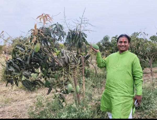  *मनसे नेते दिलीप धोत्रे यांच्या शेतात बहरली आंबराई !*  *खडकाळ माळरानावर केशर आंब्याची यशस्वी लागवड*;  *पहिल्याच वर्षी २० टन उत्पादन, बाजारात चांगला दर मिळाल्याने शेतीतूनही गोड यश*
